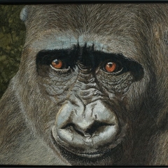 Janine Heschl - Westlicher Flachlandgorilla